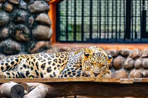 Captivating image of a leopard resting on a wooden platform in a zoo enclosure. jigsaw puzzle