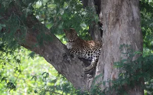A majestic leopard relaxing on a tree branch in a lush forest during daylight, epitomizing wildlife serenity. jigsaw puzzle