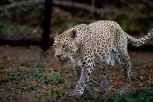 A leopard walks gracefully through the forest, showcasing its beautiful spotted coat. jigsaw puzzle