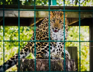 Leopard behind bars in a zoo enclosure showcasing its majestic fur and intense gaze. jigsaw puzzle