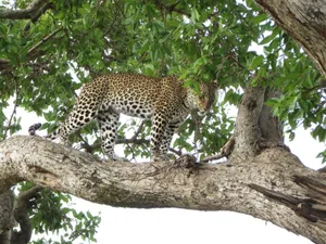 A majestic leopard carefully navigates a tree branch amid lush greenery, showcasing wildlife in its natural habitat. jigsaw puzzle