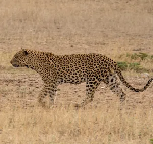 A majestic leopard prowling through the dry savanna, showcasing its natural habitat. jigsaw puzzle