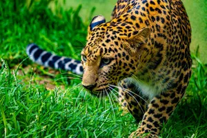 A detailed shot of a leopard prowling through lush green grass, showcasing its spots. jigsaw puzzle