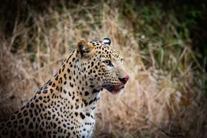 Close-up of a leopard in natural habitat, showcasing its distinctive spotted fur. jigsaw puzzle