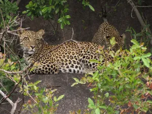 A leopard lies camouflaged among lush greenery exhibiting its beautiful spotted coat. jigsaw puzzle