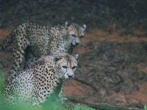 Two cheetahs in the wild, showcasing their distinctive spotted fur and alert expressions. jigsaw puzzle