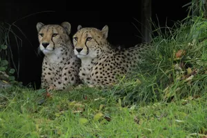 Two cheetahs relaxing in a lush grassy habitat, showcasing wildlife beauty. jigsaw puzzle