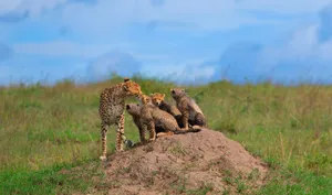 Cheetah mother with cubs on a mound in African savannah, wildlife scene. jigsaw puzzle