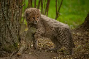 A young cheetah cub playfully exploring the forest floor, showcasing its spotted coat pattern. jigsaw puzzle