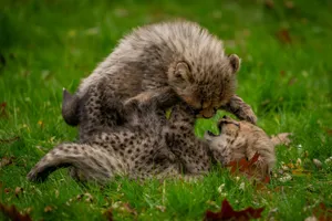 Two baby cheetahs playing on the grass, showcasing their curious and playful nature. jigsaw puzzle