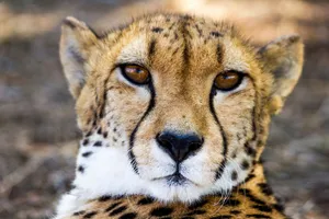 Intense gaze of a wild cheetah in natural habitat, showcasing its elegant features. jigsaw puzzle