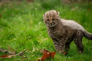 Cute baby cheetah exploring grassy terrain, showcasing wild beauty. jigsaw puzzle