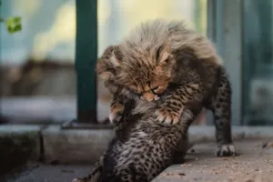 Two cheetah cubs playing playfully together, showcasing their youthful energy and cuteness in an outdoor setting. jigsaw puzzle