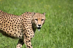 Cheetah walking through sunlit grassy savannah, showcasing its elegant spots and alert expression. jigsaw puzzle