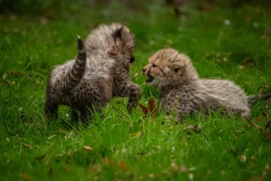Two baby cheetahs engaging in play on a grassy field, showcasing their youthful energy and natural habitat. jigsaw puzzle