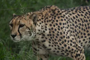 A close-up image of a cheetah showing its distinctive spotted coat in the wild. jigsaw puzzle