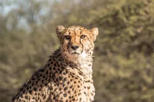 Close-up of a cheetah looking forward, set in a natural bushland environment under bright daylight. jigsaw puzzle