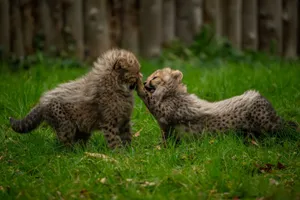 Two adorable baby cheetahs play together on the grass, showcasing their charming and curious nature. jigsaw puzzle