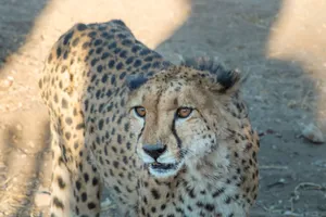 Captivating close-up of a cheetah in its natural habitat, showcasing its intense gaze. jigsaw puzzle