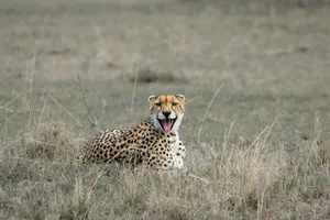 A cheetah resting in the savanna, showcasing its natural habitat. Wildlife photography at its finest. jigsaw puzzle