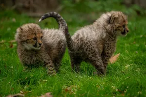 Adorable baby cheetahs exploring their natural habitat in the savannah. jigsaw puzzle
