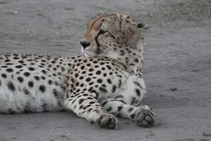 A cheetah lies on a dirt ground in a natural outdoor setting, showcasing its distinctive spotted coat. jigsaw puzzle