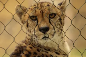Captivating close-up of a cheetah's face peering through a fence, showcasing its striking features. jigsaw puzzle