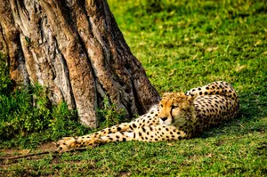 Cheetah resting under a tree in Nakuru County, Kenya. A serene wildlife moment captured. jigsaw puzzle