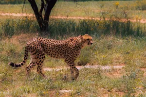 A beautiful cheetah (Acinonyx jubatus) gracefully walking through the grassy plains on a sunny day. jigsaw puzzle
