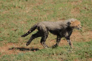 A young cheetah cub runs energetically across the grassy plains in Kenya. jigsaw puzzle