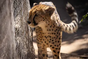 Cheetah strolling along a metal fence under sunlight, highlighting its spotted fur in a zoo setting. jigsaw puzzle