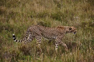 A cheetah prowls through the grasslands, showcasing its grace and agility in the wild. jigsaw puzzle