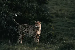 Cheetah with ornamental coat and raised tail looking away on meadow near green shrub in savanna jigsaw puzzle