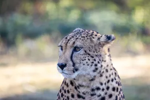 A detailed close-up of a cheetah with a blurred natural background. Perfect for wildlife themes. jigsaw puzzle