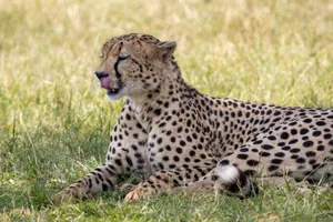 Close-up of a cheetah resting in the grasslands of Narok, Kenya, showcasing its spotted coat and relaxed demeanor. jigsaw puzzle