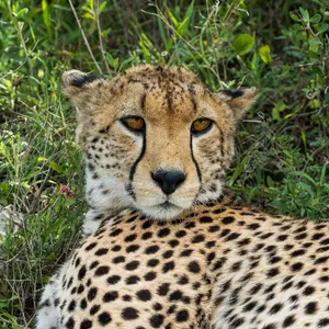 Close-up of a cheetah resting in grass, showcasing its distinctive spotted coat. jigsaw puzzle