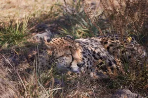 A peaceful cheetah rests in the tall grass of the African savannah. jigsaw puzzle
