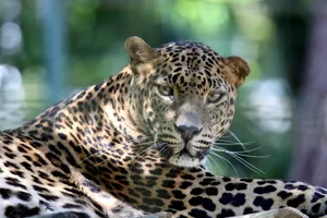 Close-up of a leopard (Panthera pardus) resting, showcasing its beautiful spotted fur. jigsaw puzzle
