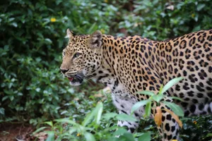 Close-up of a leopard prowling through the lush greenery in Thailand's forests. jigsaw puzzle