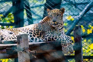 A captivating leopard relaxing in its enclosure, showcasing its beautiful spotted coat. jigsaw puzzle