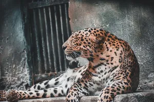 Close-up of a leopard basking in a zoo habitat, showcasing its stunning spotted coat. jigsaw puzzle