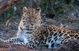 A stunning leopard lying on the ground, showcasing its magnificent spots and wild beauty. jigsaw puzzle
