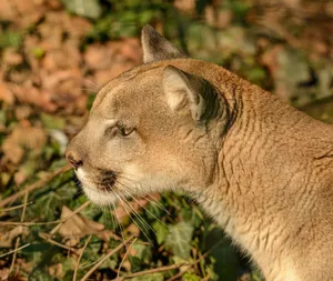 A stunning close-up of a cougar in a natural setting, showcasing its grace and power. jigsaw puzzle