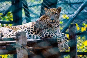 A Leopard (Panthera pardus) resting on a wooden platform in a zoo enclosure. jigsaw puzzle