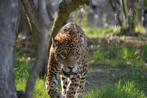 A leopard walking through dense forest, showcasing its majestic beauty in wildlife. jigsaw puzzle