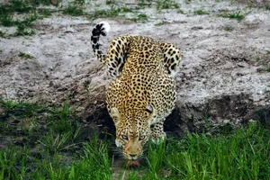 Close-up of a leopard drinking water in a grassy savannah setting. jigsaw puzzle