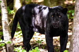 Stunning portrait of a black panther in a forest setting, showcasing its majestic presence. jigsaw puzzle