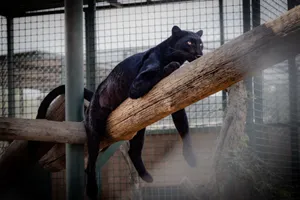 A black panther lounging in captivity, showcasing its sleek and powerful form. jigsaw puzzle