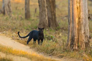 A rare black panther seen gracefully walking in the lush forests of Karnataka, India. jigsaw puzzle