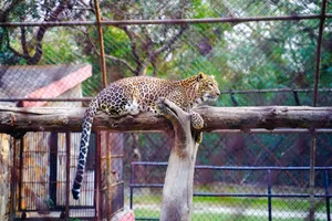 A majestic leopard lying on a wooden log inside a zoo enclosure, showcasing its natural beauty. jigsaw puzzle